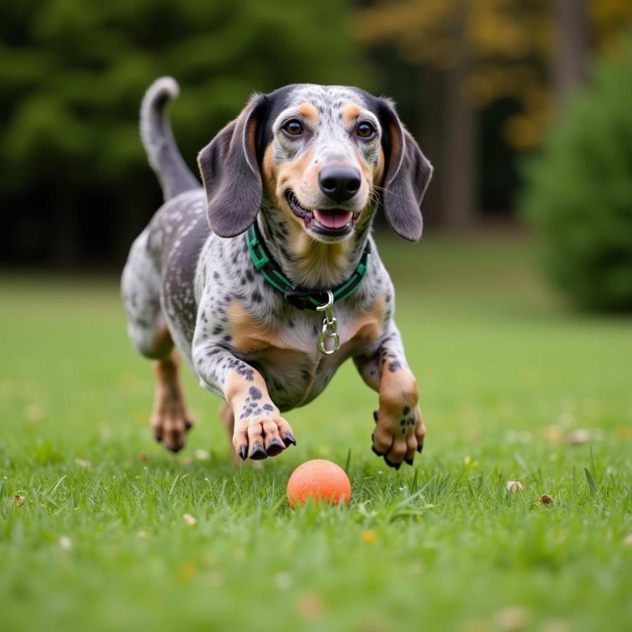 Silver Dapple Dachshund Playing Fetch