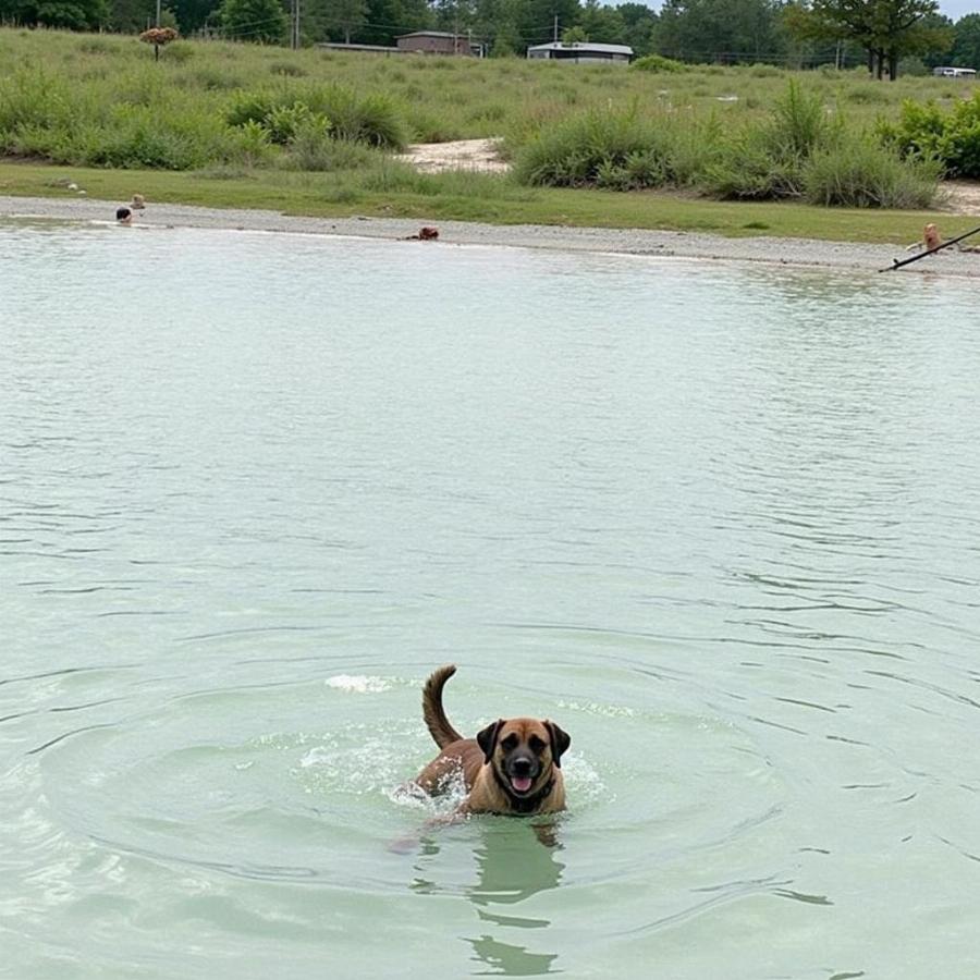 Dog swimming at St. Andrews State Park