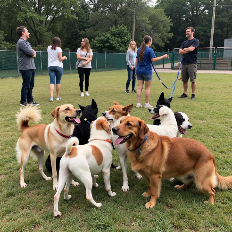 Dog Park Etiquette