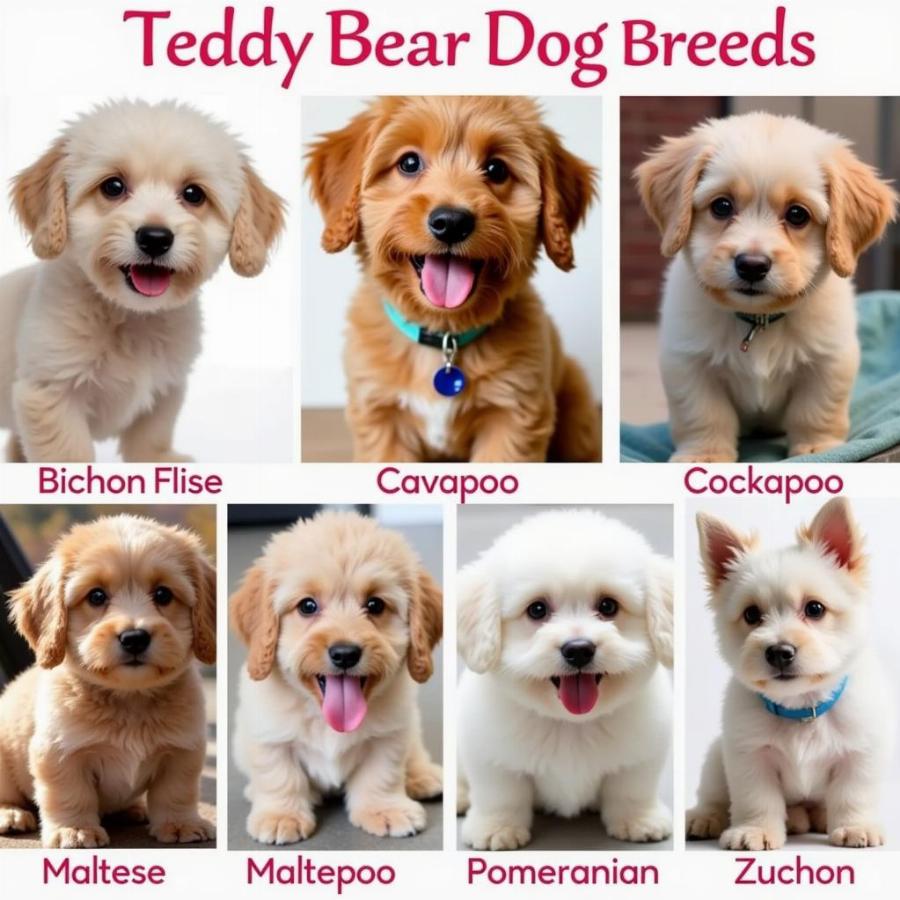 Different Teddy Bear Dog Breeds