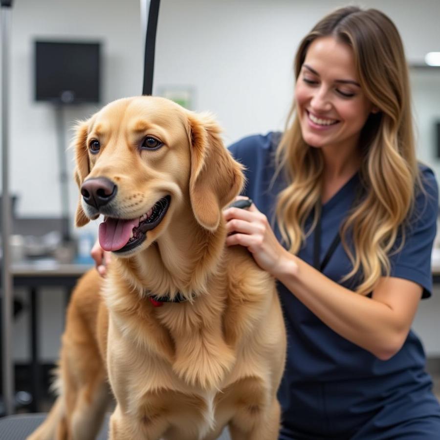 Tyler dog grooming session