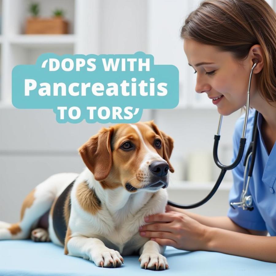 Veterinarian examining a dog with a stethoscope