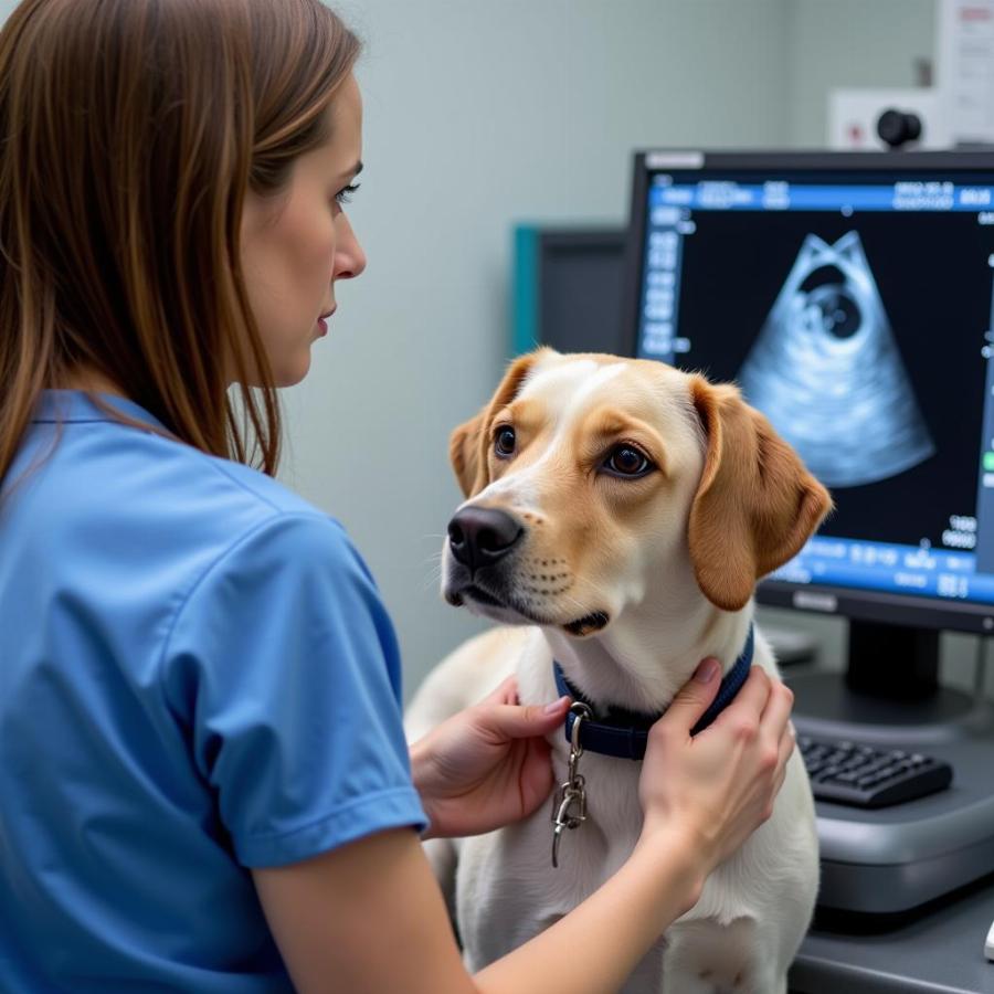 Veterinarian Performing Echocardiogram