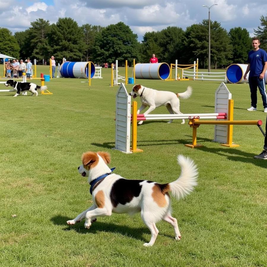 Dogs enjoying the agility course at Warner Park Dog Park