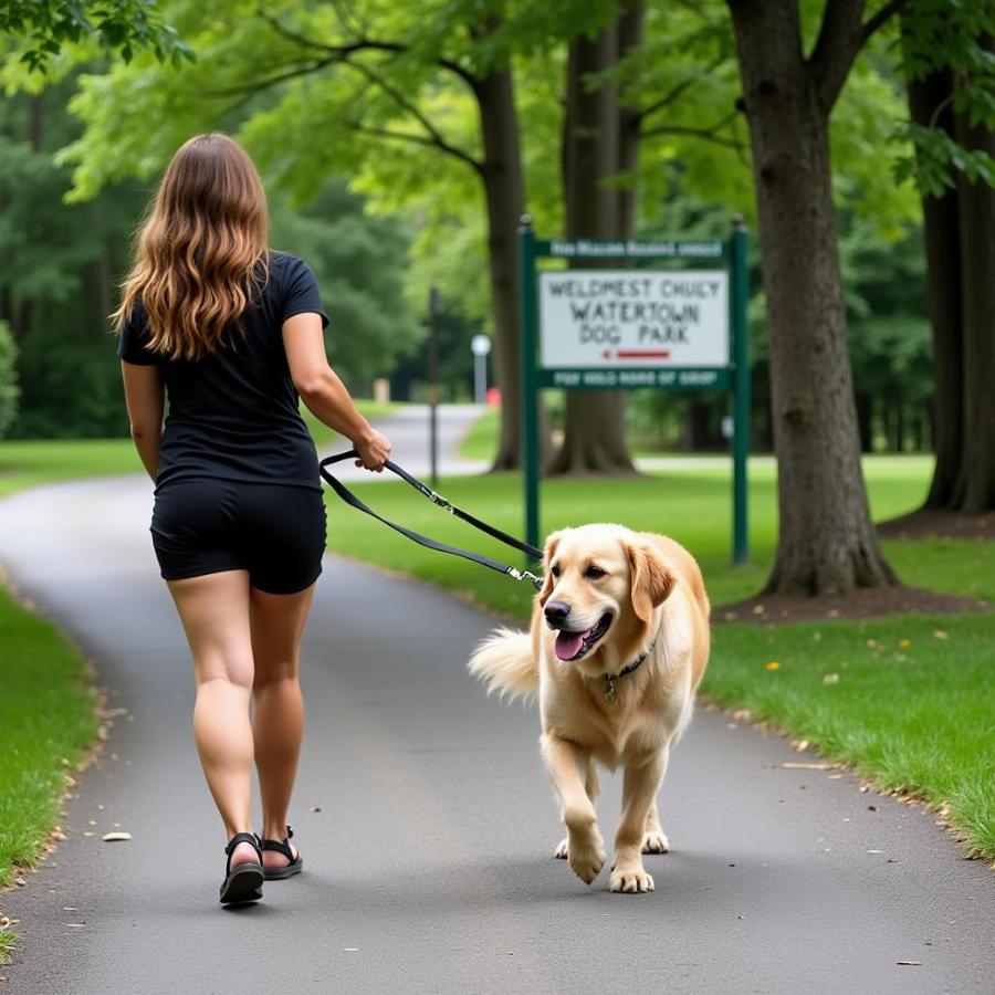 Dog walking near Watertown Dog Park