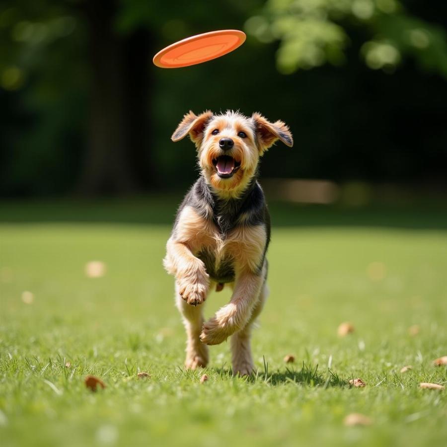 Airedale Terrier playing fetch in the park