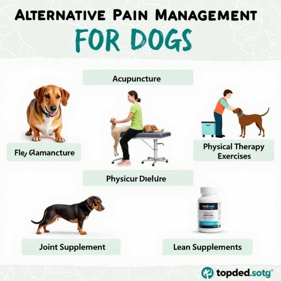 Alternative Pain Management for Dogs