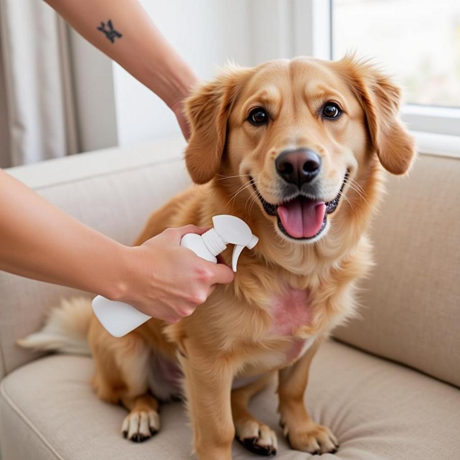 Applying allergy spray to a dog