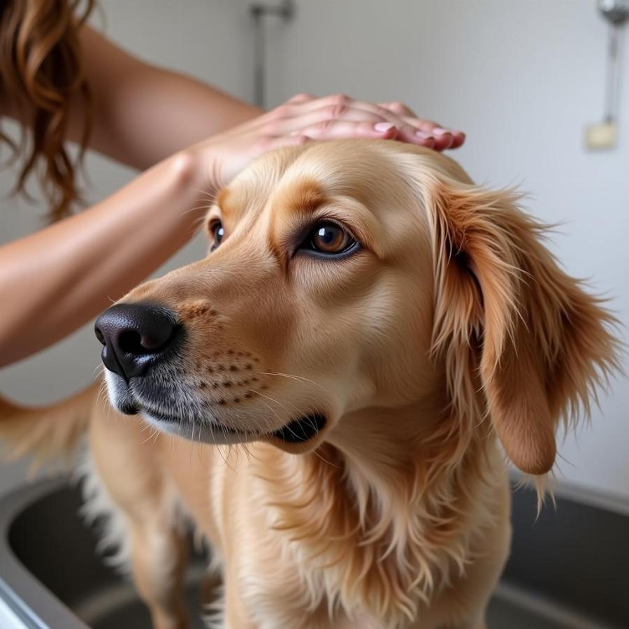 Applying DIY Dog Shampoo