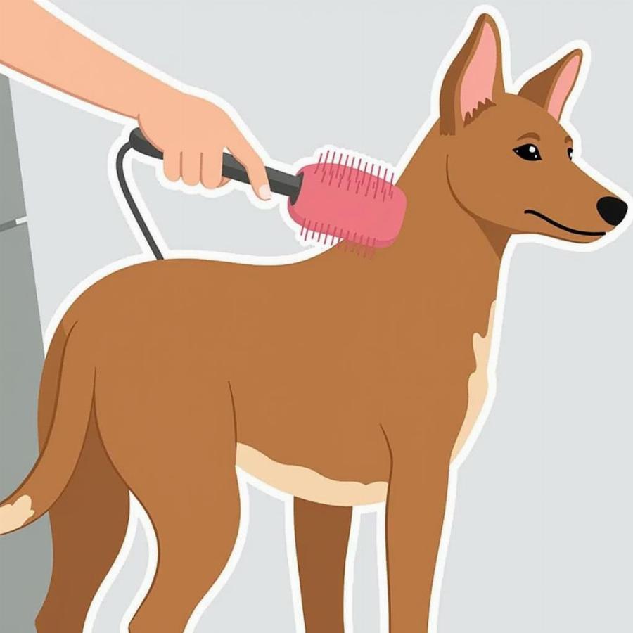 Brushing a Basenji Dog