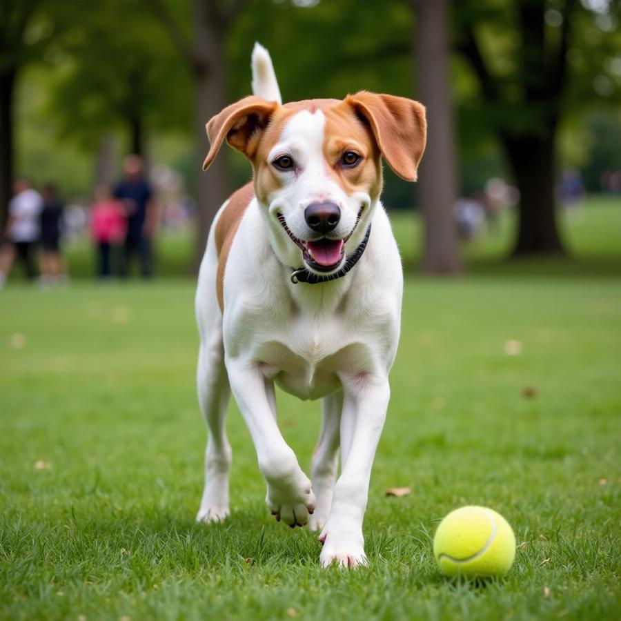 Beagador playing fetch in a park