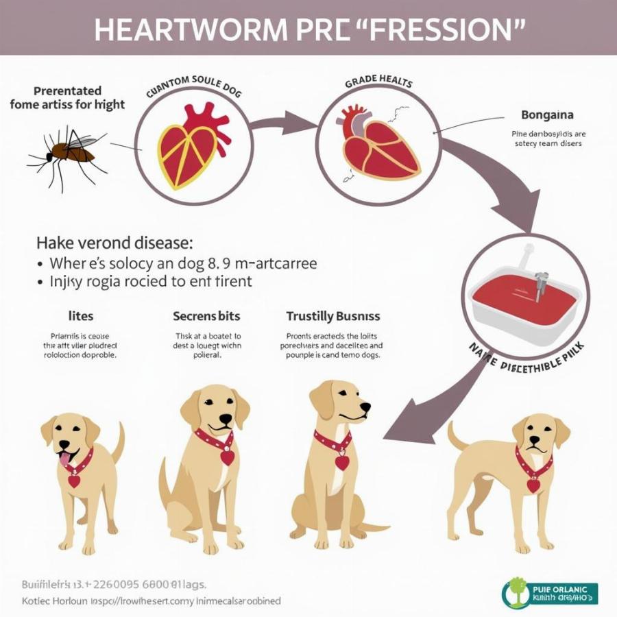 Stages of Heartworm Disease Development