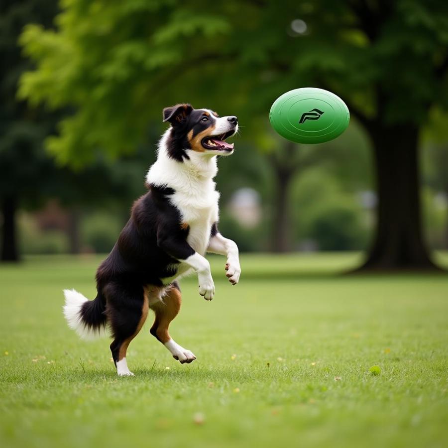 Capturing Action in Dog Profile Pictures: Photographing a Border Collie Mid-Jump in a Park