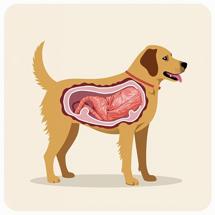 Dog with Intestinal Blockage Due to Plastic