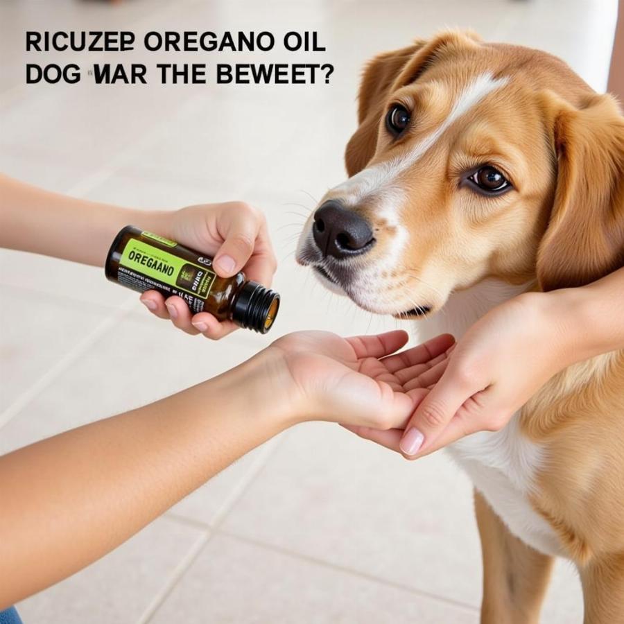 Dog Receiving Topical Application of Oregano Oil