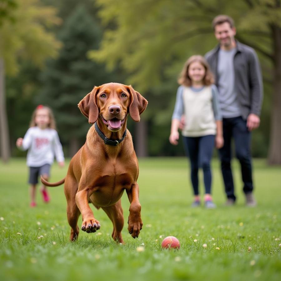 Vizsla Playing with Family