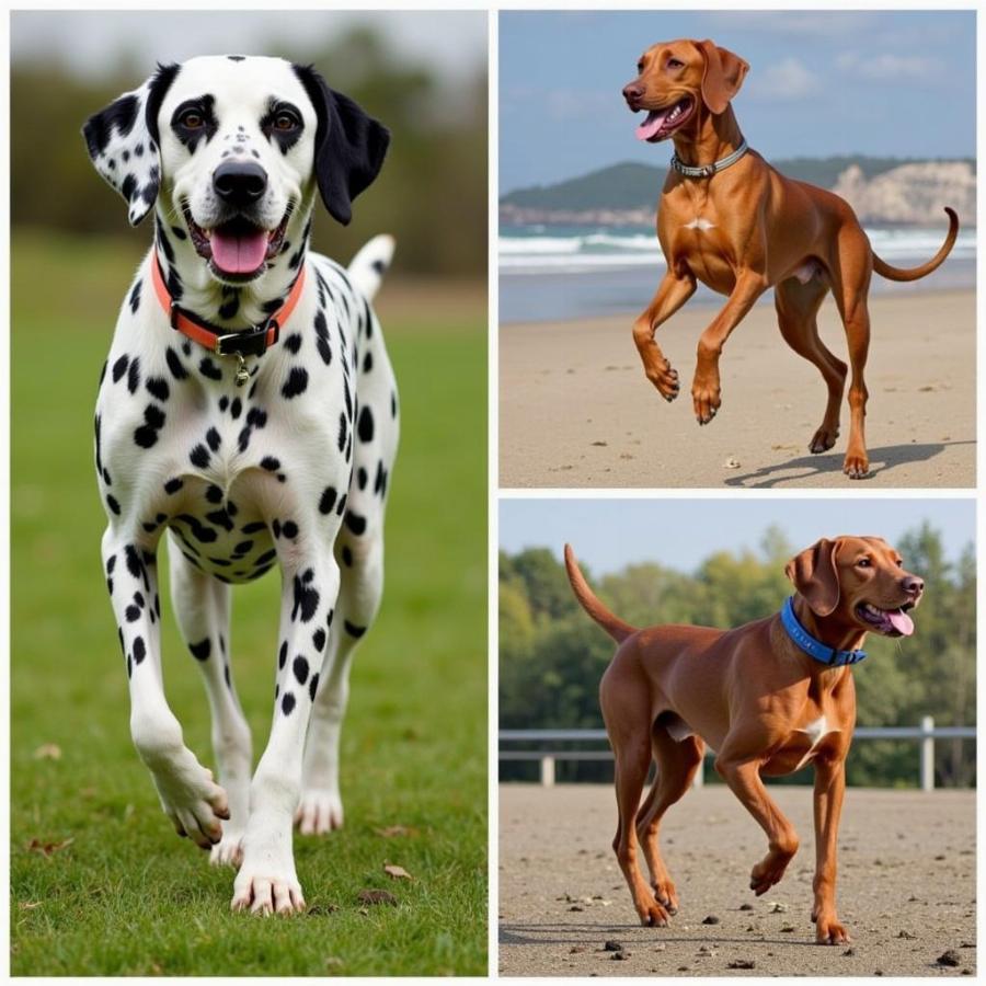 Choosing a Running Dog Breed