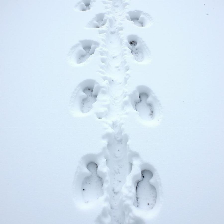 Wolf Tracks in Snow