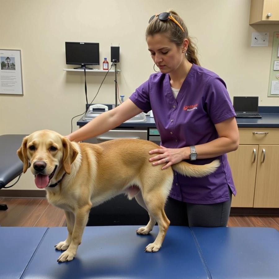 Dog Undergoing Physical Therapy After ACL Surgery