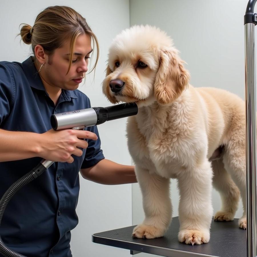 Dog Being Blow Dried with Proper Technique