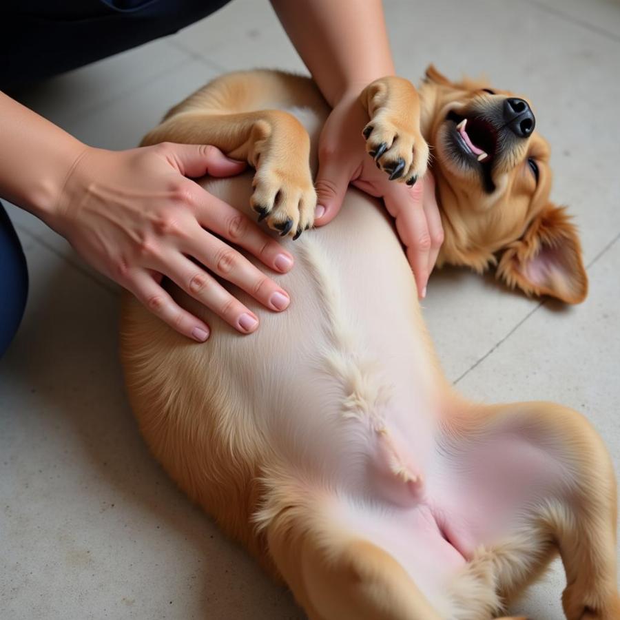 Dog reacting to a belly rub