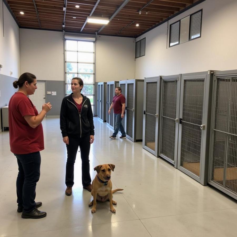 Touring a Dog Boarding Facility in Thousand Oaks: Checking for Cleanliness and Safety