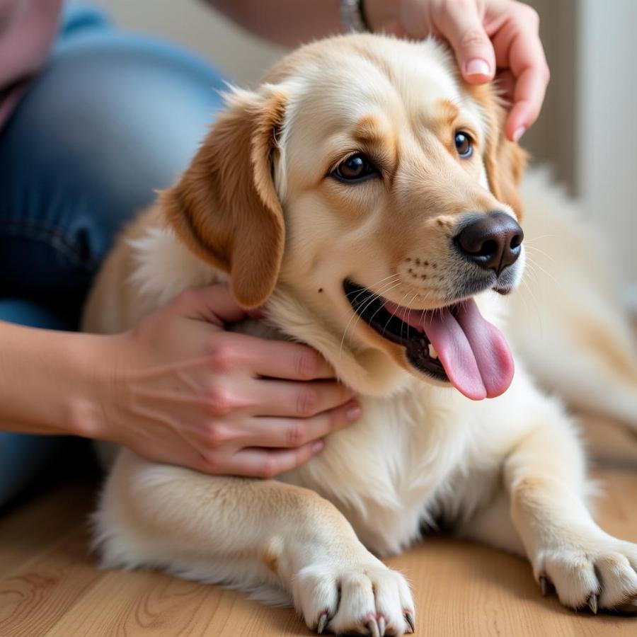 Dog Exhibiting Breathing Difficulties Due to a Heart Condition