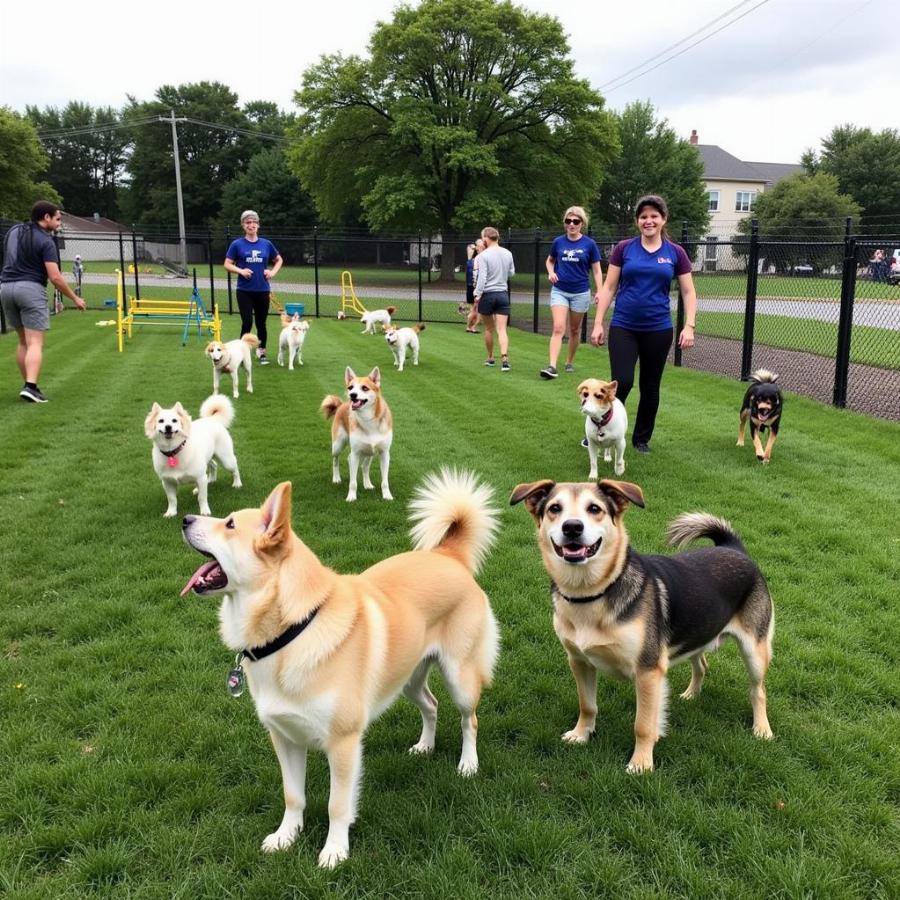 Dogs playing at a Springfield, IL dog daycare