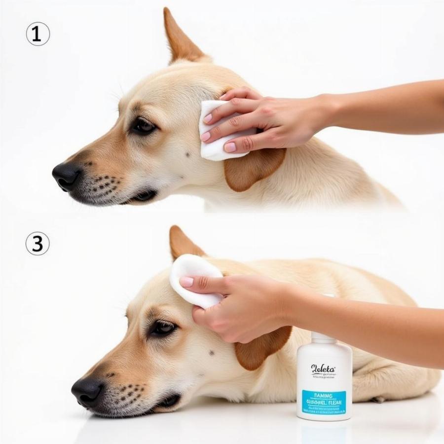 Cleaning a Dog's Ears