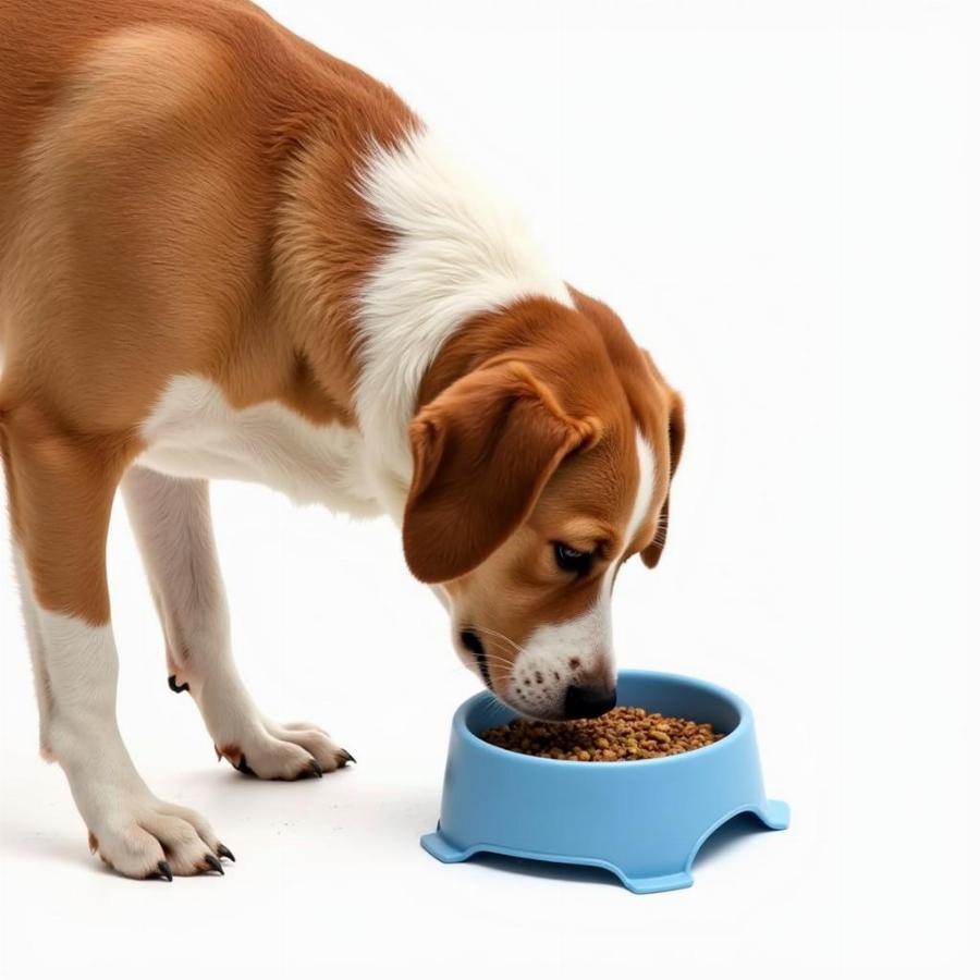 Dog Eating From a Slow-Feed Bowl