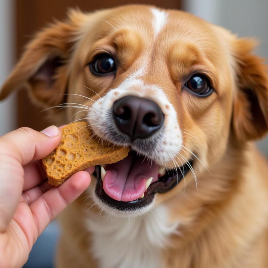 A Happy Dog Enjoying Homemade Treats