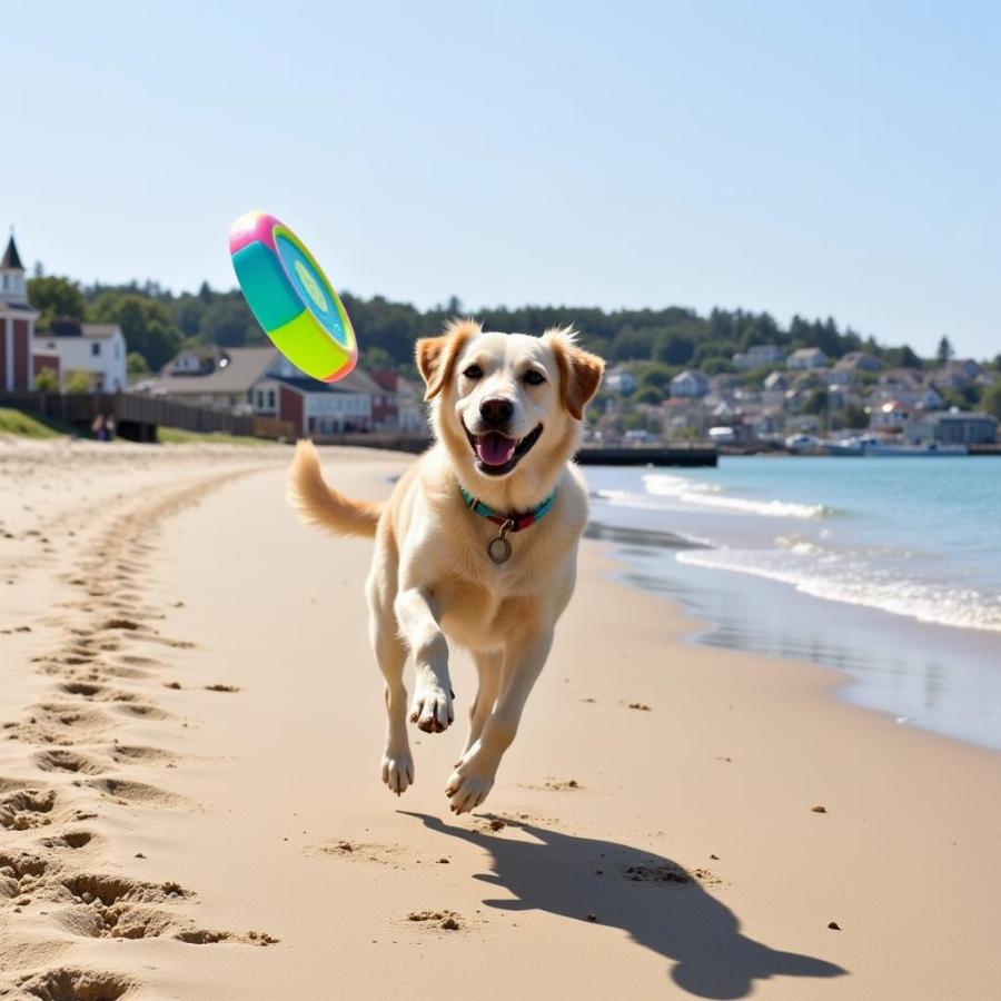 Dog Enjoying Provincetown Beach