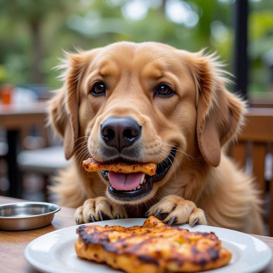 A dog enjoying a special treat at a dog-friendly restaurant in Miami.