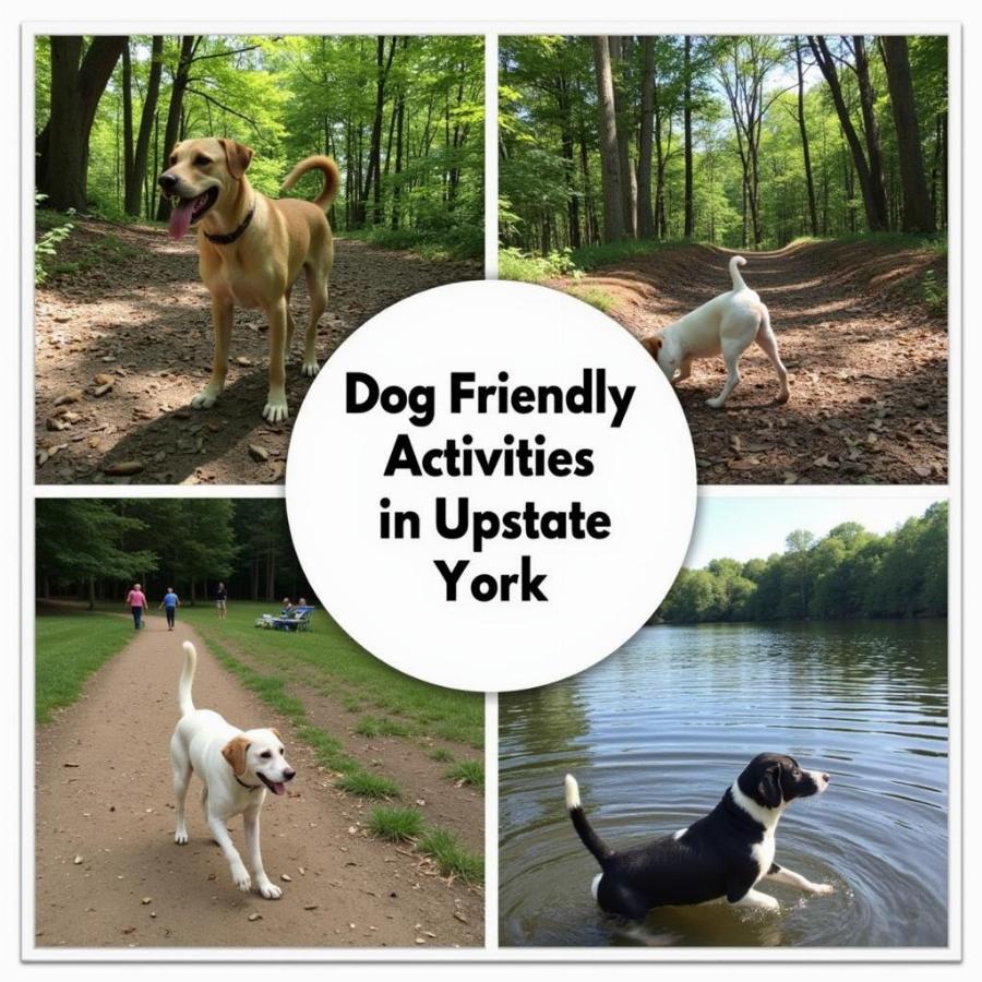 Dog-Friendly Activities in Upstate New York