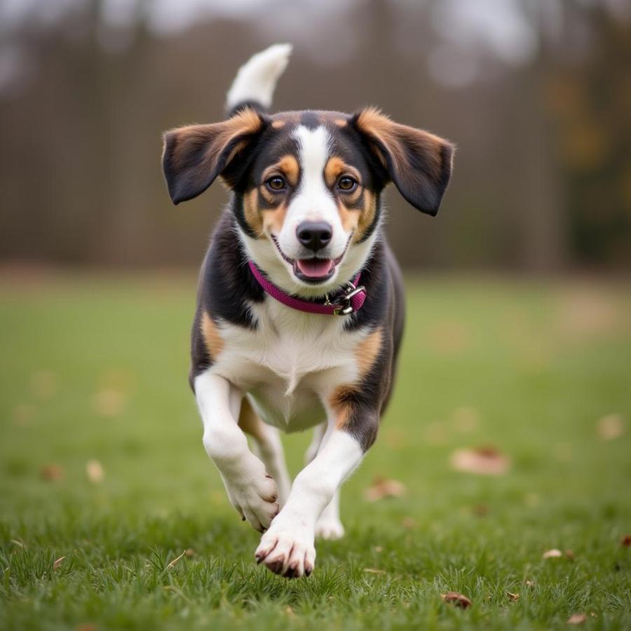 Dog Fully Recovered From TPLO Playing