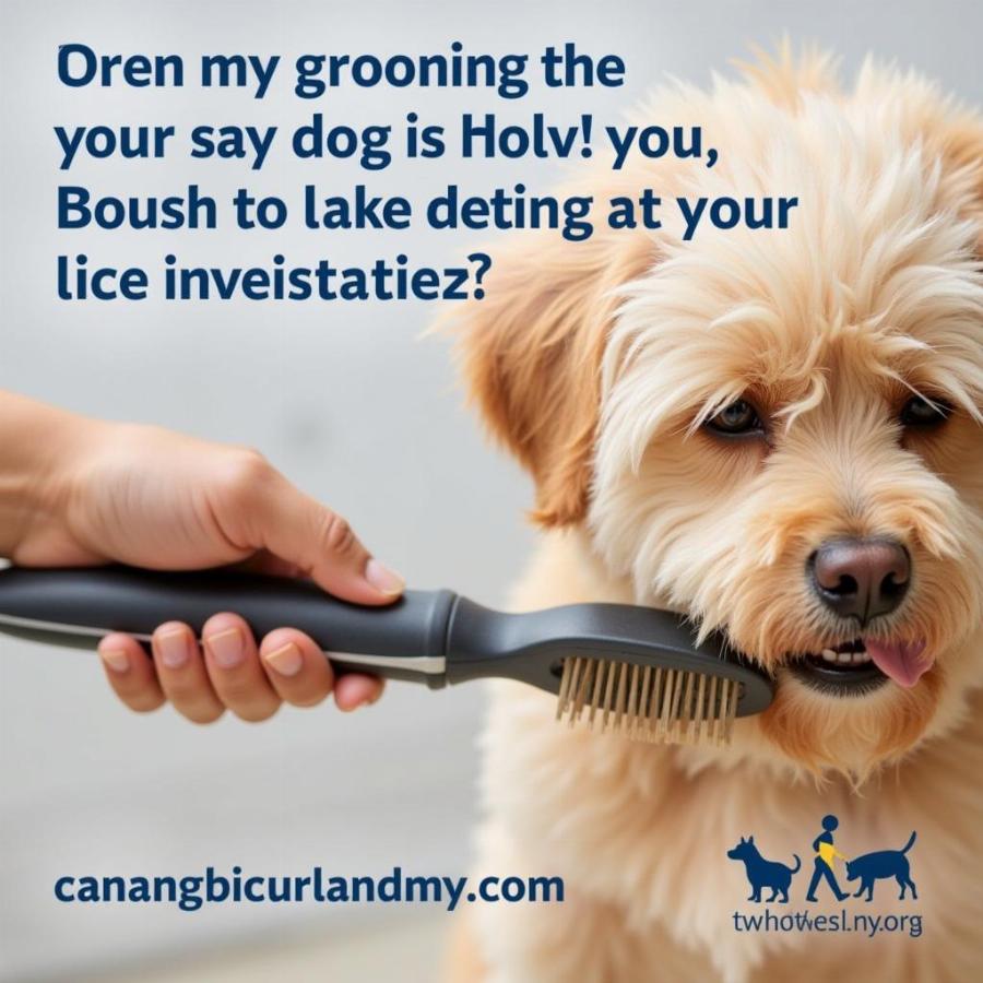 Dog being groomed with a brush