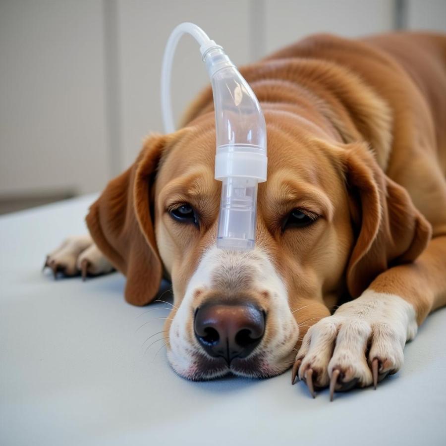 Dog Receiving Oxygen Therapy