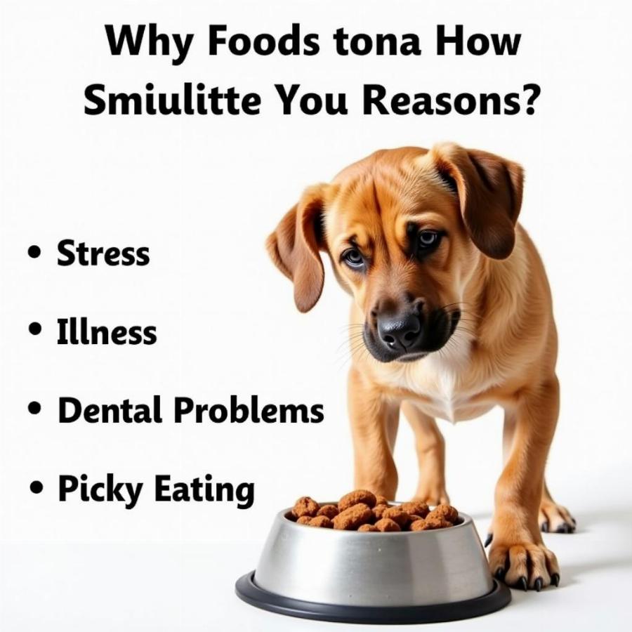 Reasons Why a Dog Might Not Be Eating