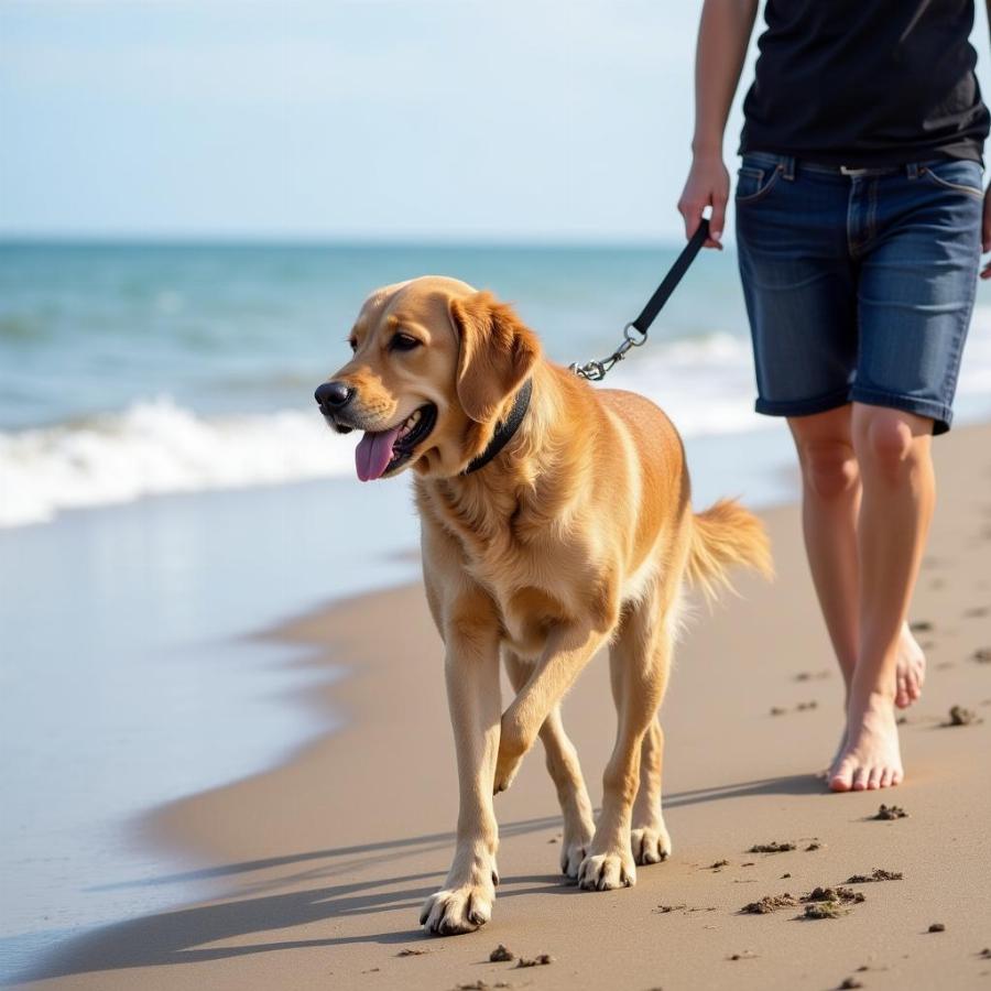 Dog enjoying the beach on a leash