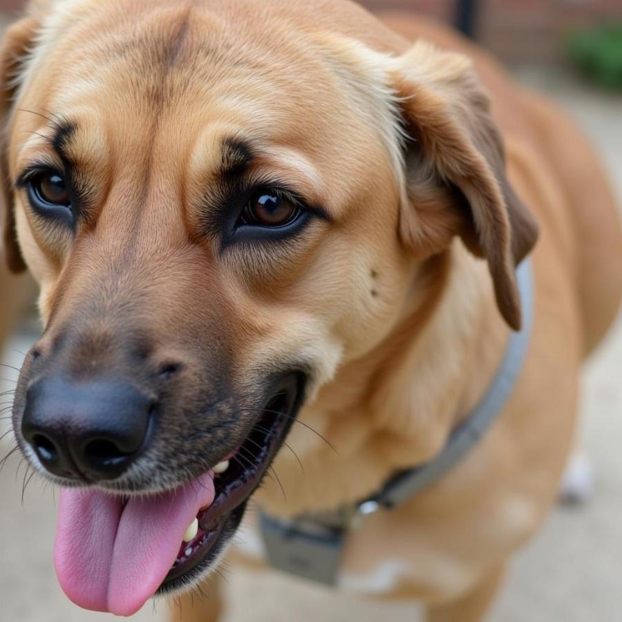 Dog Showing Signs of Dehydration with Pale Tongue