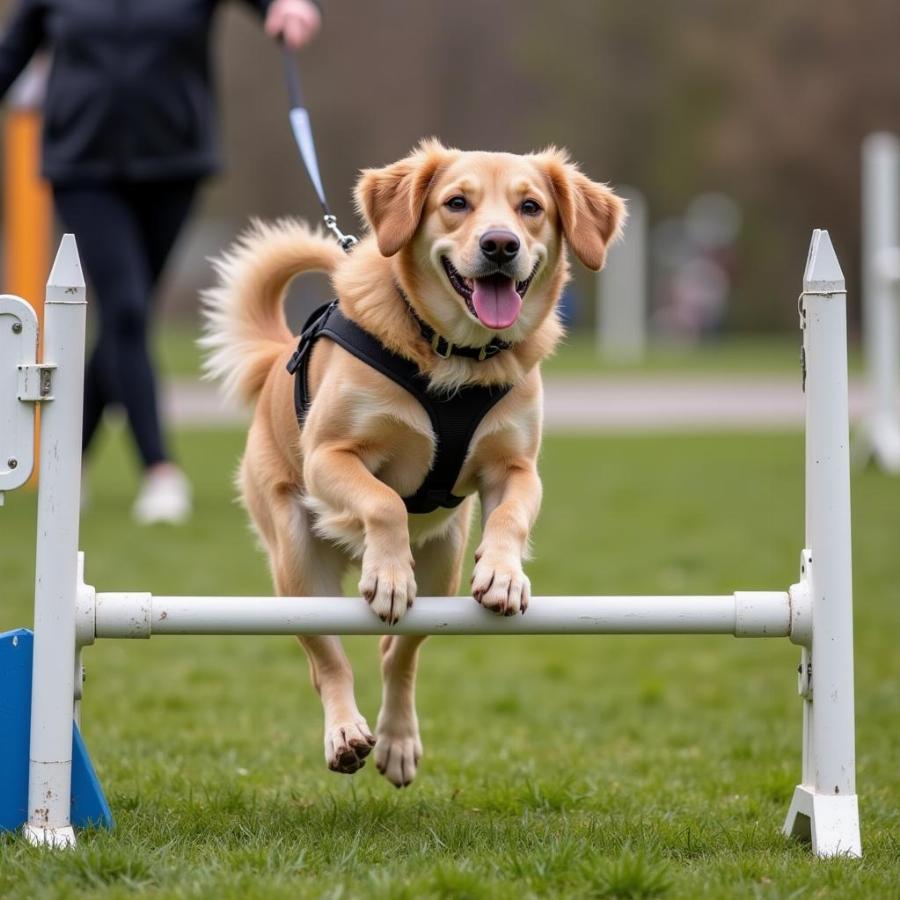 Dog Performing Agility Training