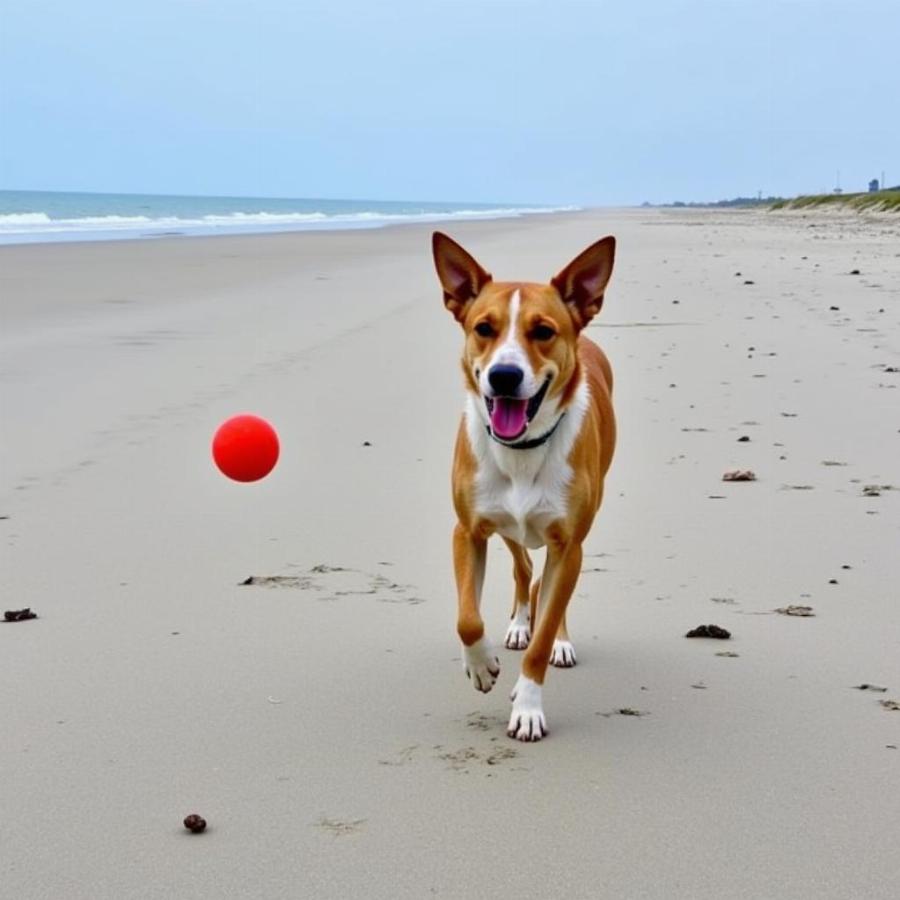 Dog Playing Fetch on Ocean City Beach