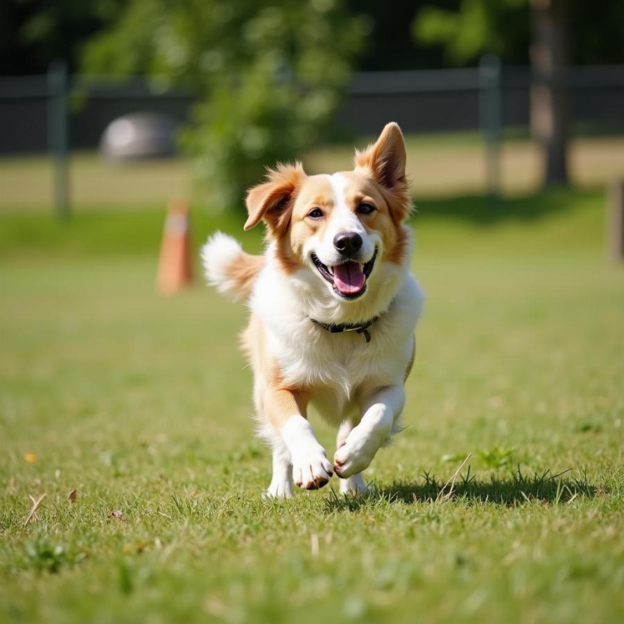 Dog Playing in Springfield MO Dog Park