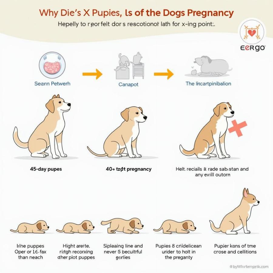 Dog Pregnancy Timeline