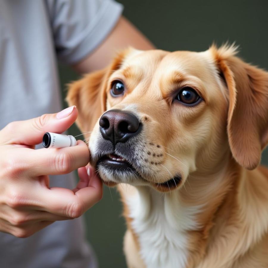 Dog Receiving Deworming Medication