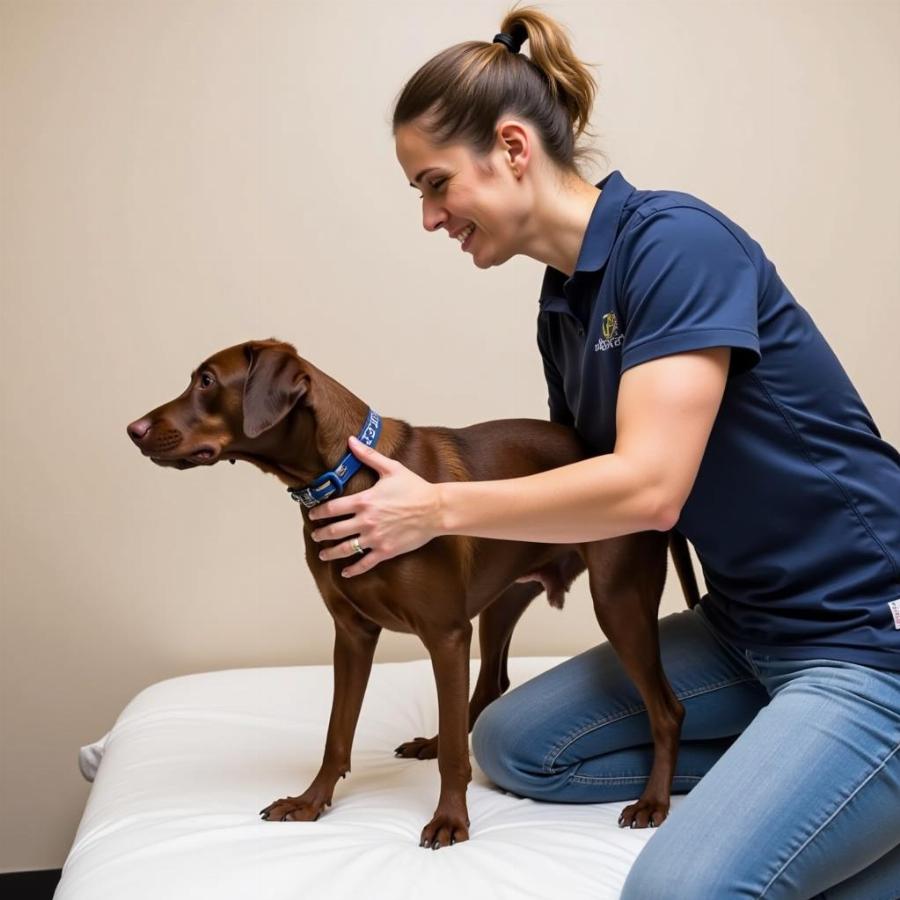 Dog Receiving Physical Therapy for Hip Dysplasia