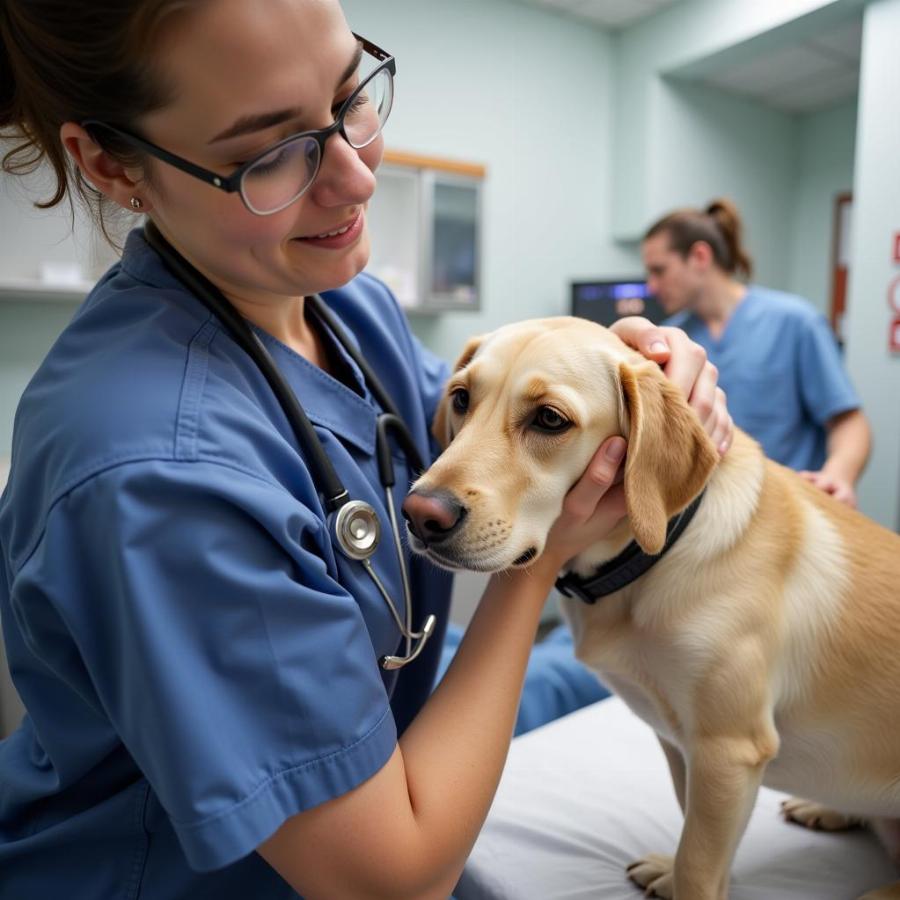 Dog Receiving Veterinary Care for Spinal Tumor