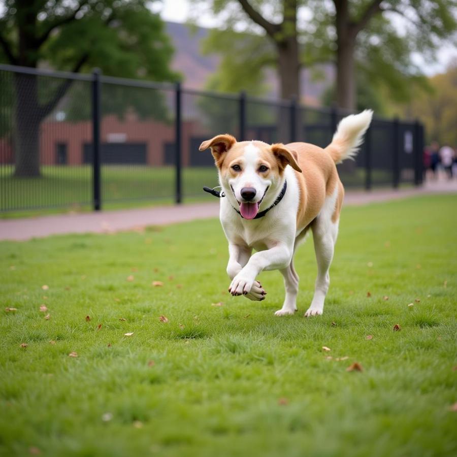 Dog Running Off-Leash in Park