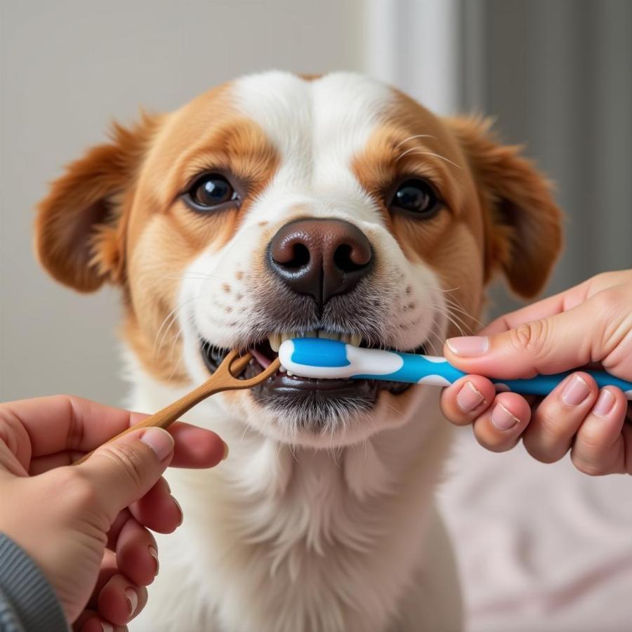 Brushing a Dog's Teeth