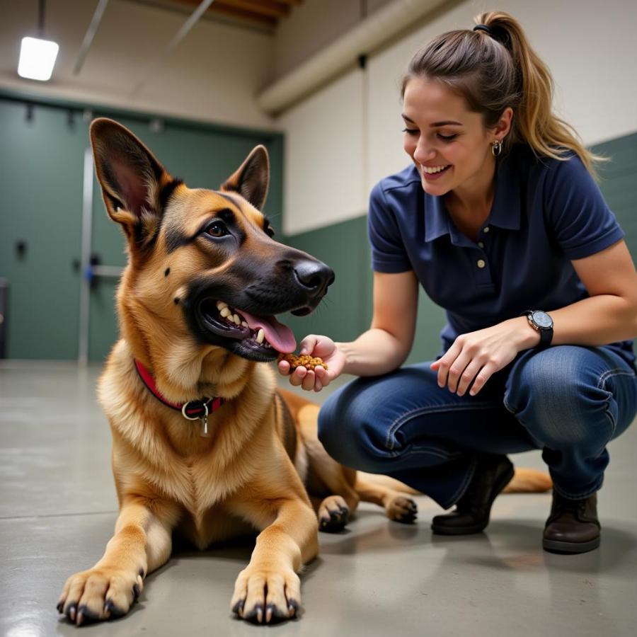 Dog Training Green Bay: Certified Professional Dog Trainer